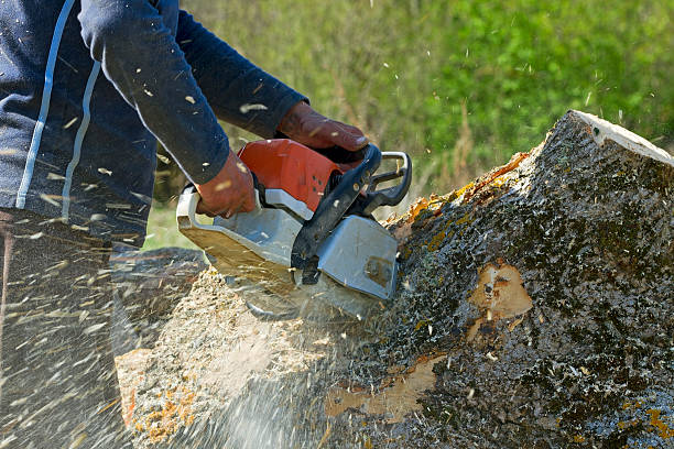 Best Tree Disease Treatment  in Clintondale, NY